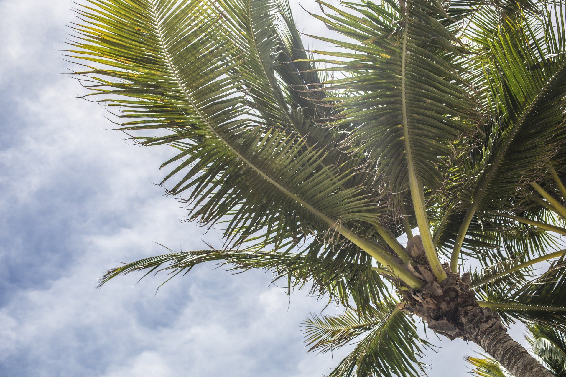 Palm tree fronds reaching into a cloudy blue sky