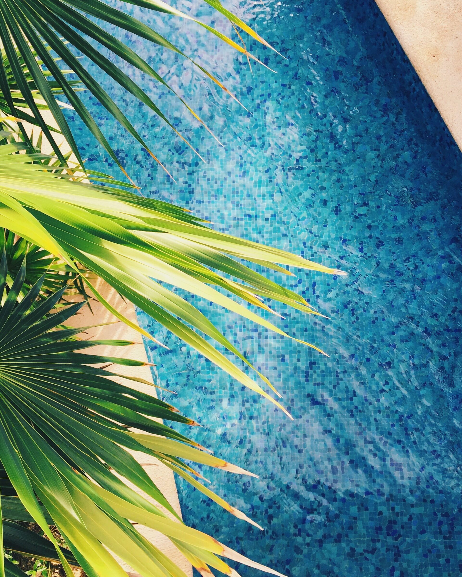 Tropical palm fronds framing a turquoise textured swimming pool
